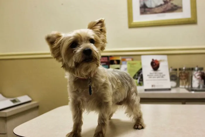 Bearss Animal Hospital Picture 3