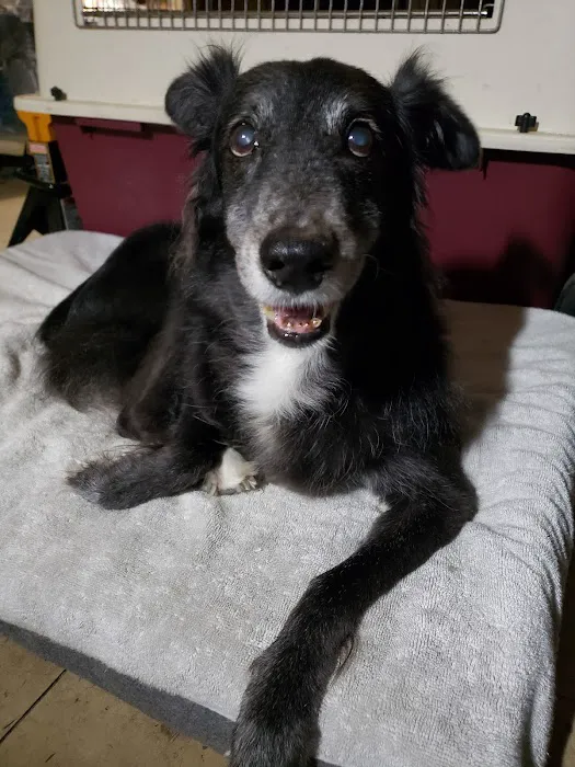 Bearss Animal Hospital Picture 7