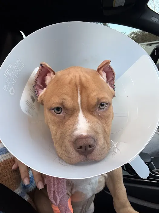 Northdale Animal Hospital Picture 4