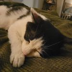 Southpaw Animal Health