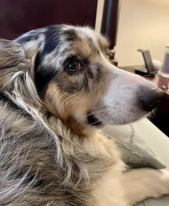 Southpaw Animal Health Picture 5