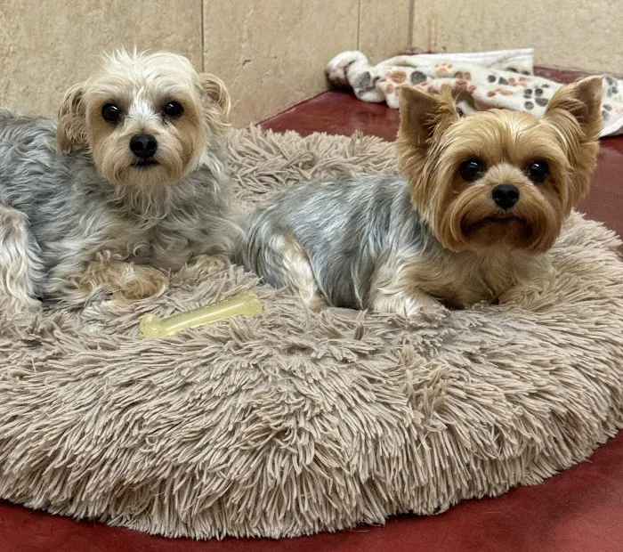 Royal Pets Market, Resort, Veterinary Center Picture 3
