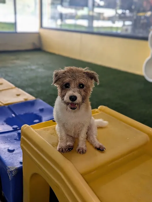 Royal Pets Market, Resort, Veterinary Center Picture 9
