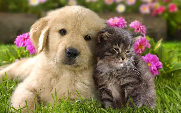 All About Animals Inc Picture 2