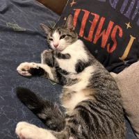 All About Animals Inc ico