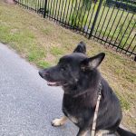 Advanced Veterinary Services