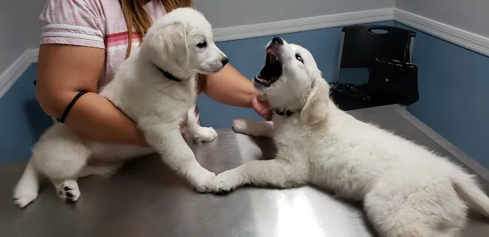 Advanced Veterinary Services Picture 7
