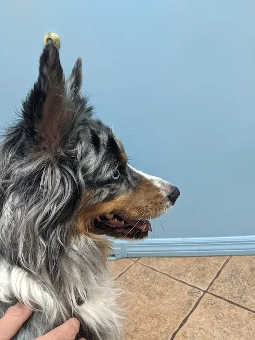 Affordable Pet Hospital Picture 1