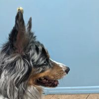 Affordable Pet Hospital ico