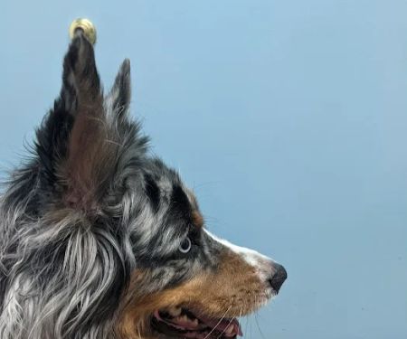 Affordable Pet Hospital