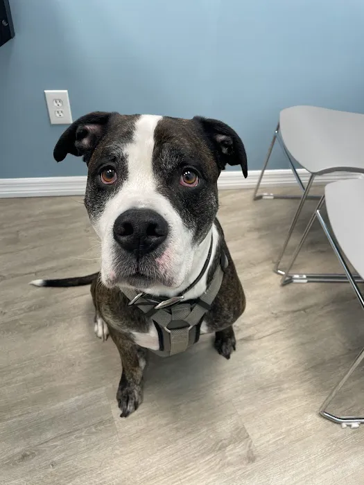 Affordable Pet Hospital Picture 3