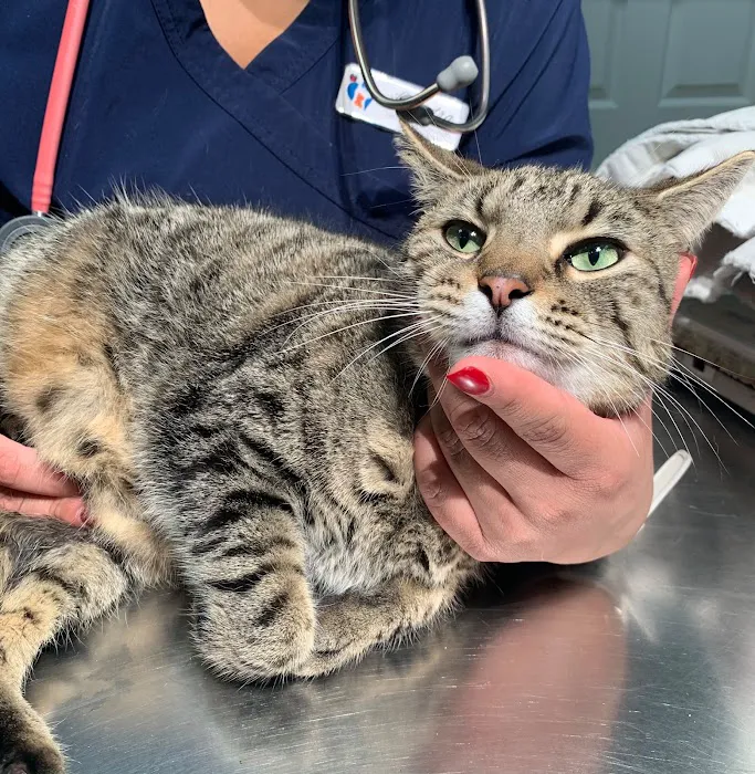 Affordable Pet Hospital Picture 2