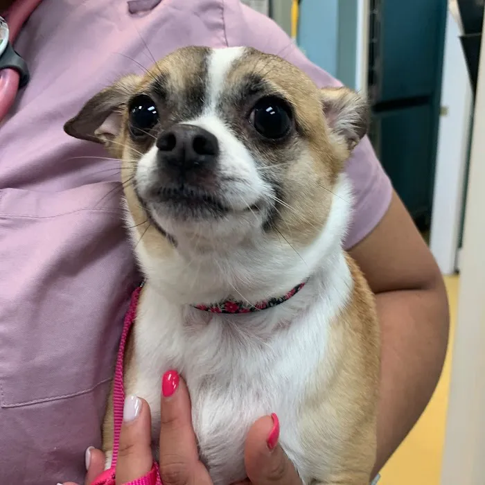 Affordable Pet Hospital Picture 4