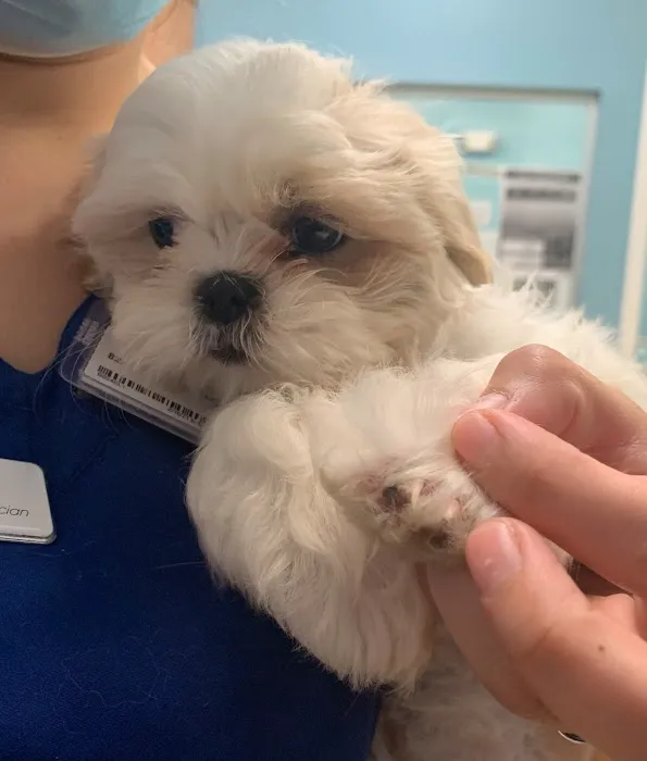 Affordable Pet Hospital Picture 6