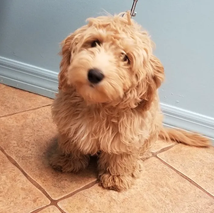 Affordable Pet Hospital Picture 9