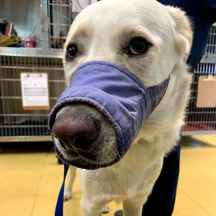 Affordable Pet Hospital Picture 7