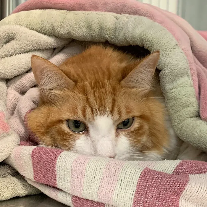Affordable Pet Hospital Picture 10