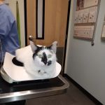 Banfield Pet Hospital