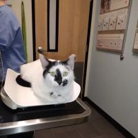 Banfield Pet Hospital ico