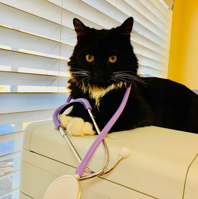 Cross Creek Animal Medical Centre Picture 5