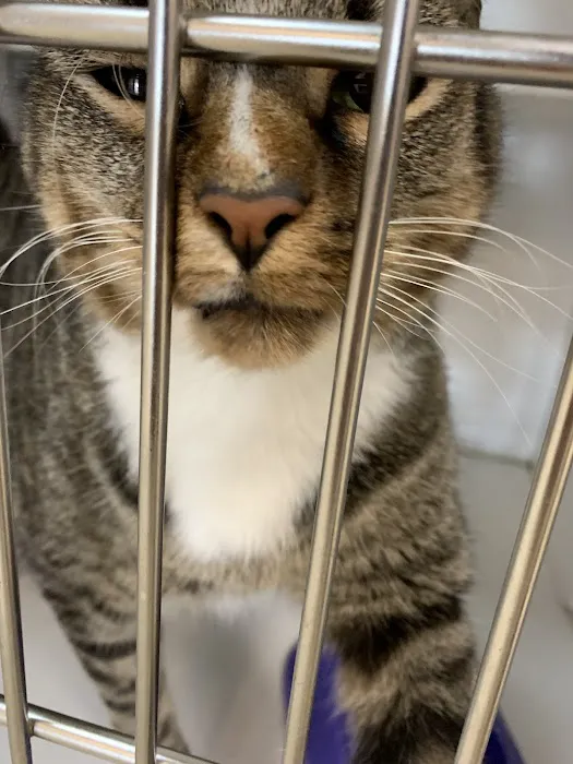 Care Pet Animal Hospital Picture 1