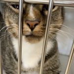 Care Pet Animal Hospital