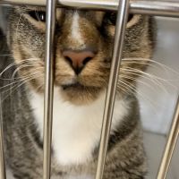 Care Pet Animal Hospital ico
