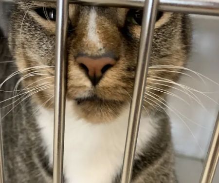Care Pet Animal Hospital