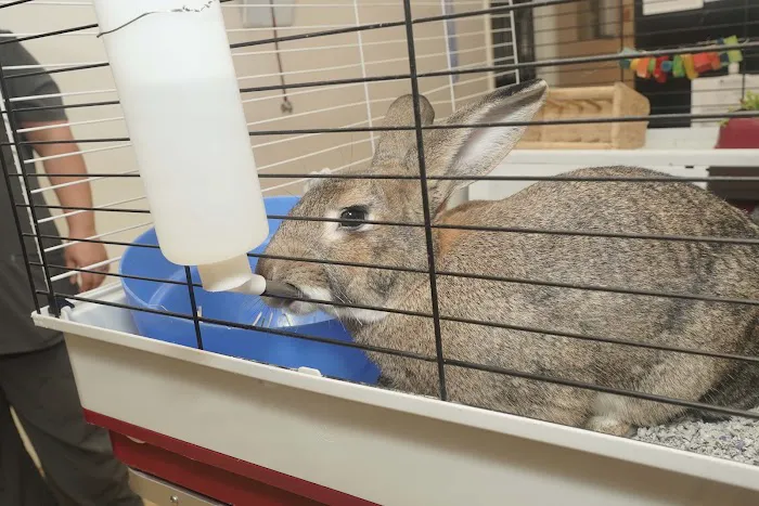 Care Pet Animal Hospital Picture 6