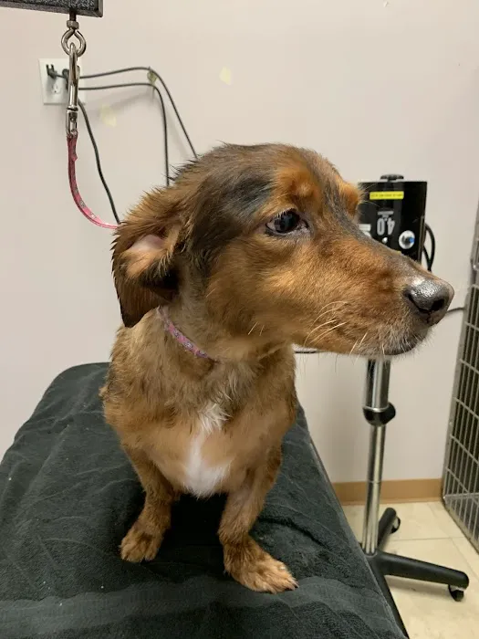 Care Pet Animal Hospital Picture 4