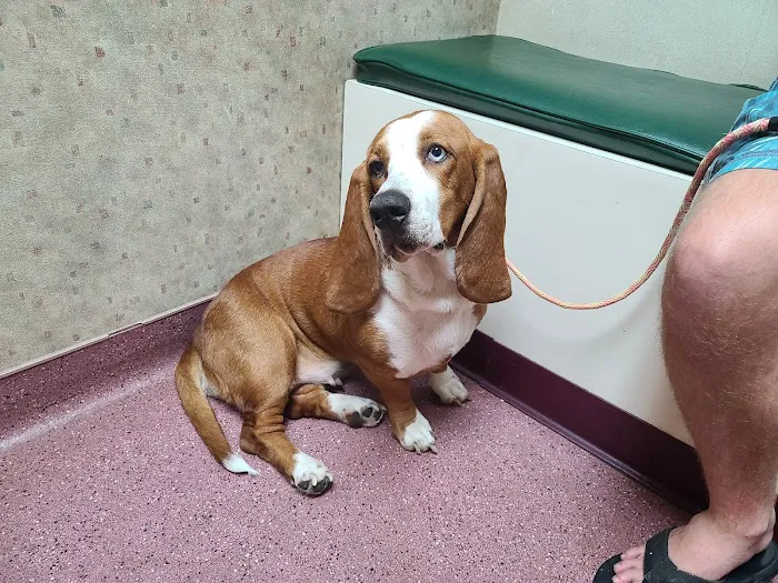 Hidden Hills Animal Hospital Picture 7