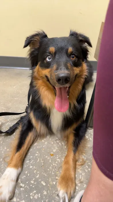 Vetco Total Care Animal Hospital Picture 10