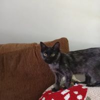 Vetco Vaccination Clinic ico