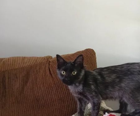Vetco Vaccination Clinic