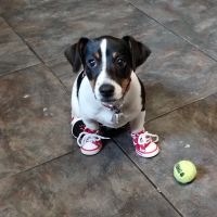 Animal Hospital of Oceanway ico