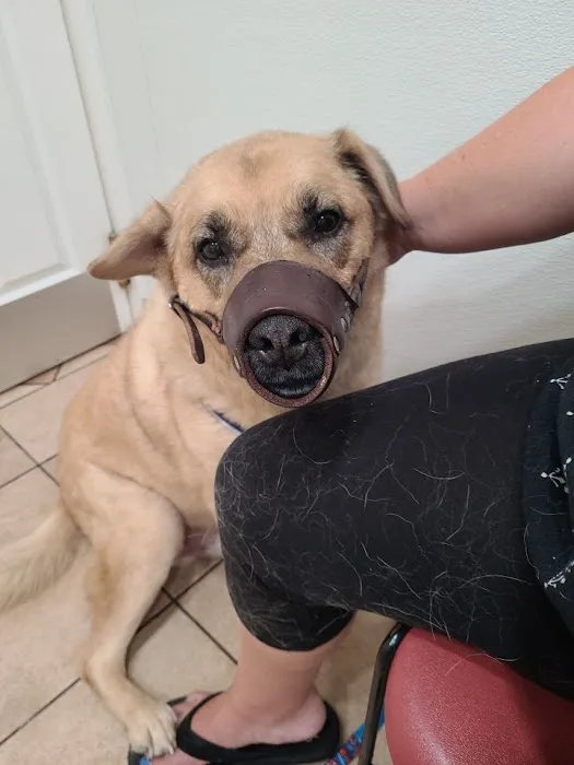 Animal Hospital of Oceanway Picture 4