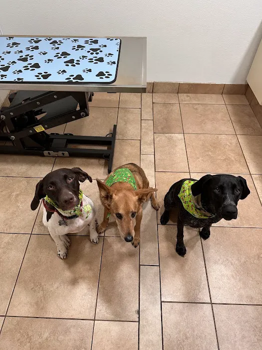 Animal Hospital of Oceanway Picture 8