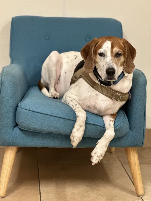 Animal Hospital of Oceanway Picture 10