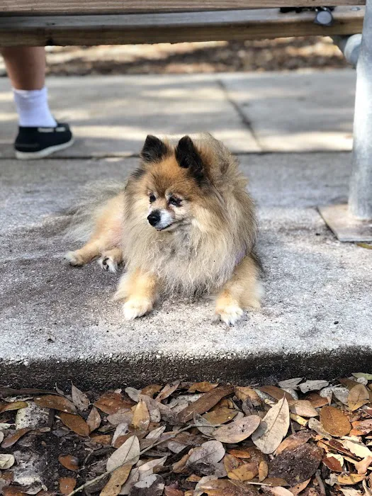 Polly Tails Home Euthanasia Picture 1