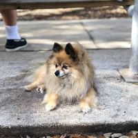 Polly Tails Home Euthanasia ico