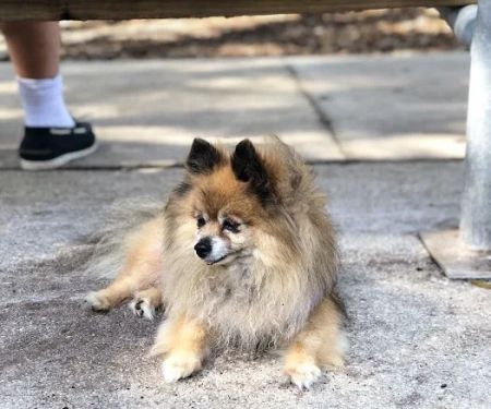 Polly Tails Home Euthanasia