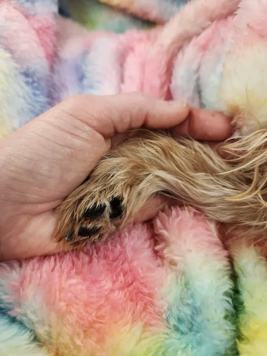 Polly Tails Home Euthanasia Picture 3