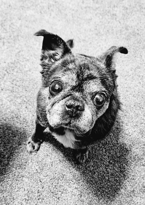 Polly Tails Home Euthanasia Picture 9