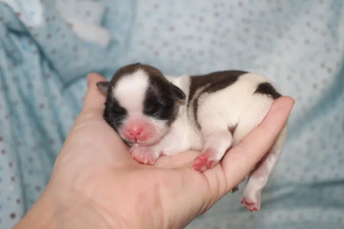 Alta Bluff Animal Hospital Picture 1