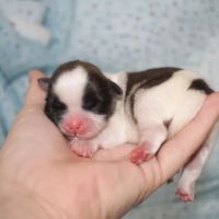 Alta Bluff Animal Hospital ico