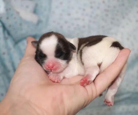 Alta Bluff Animal Hospital