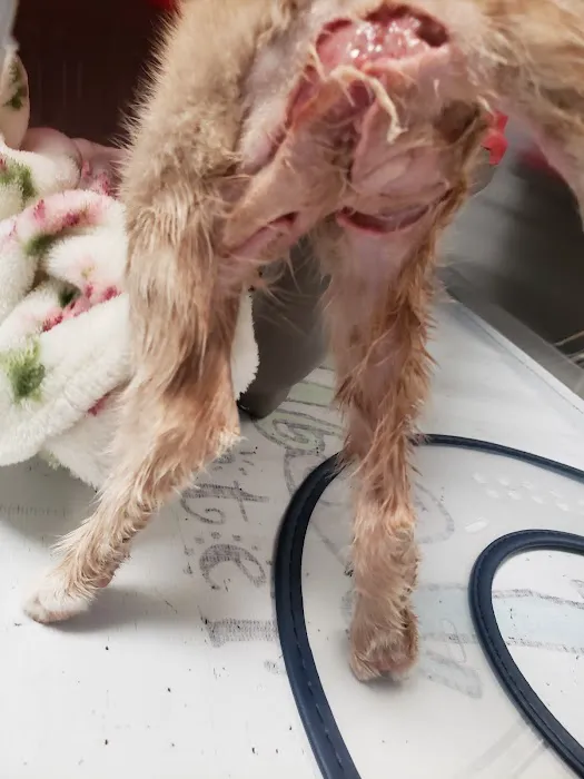Alta Bluff Animal Hospital Picture 6