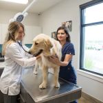 NewDay Veterinary Care