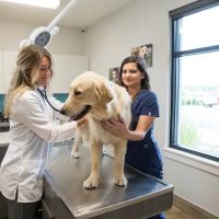 NewDay Veterinary Care ico