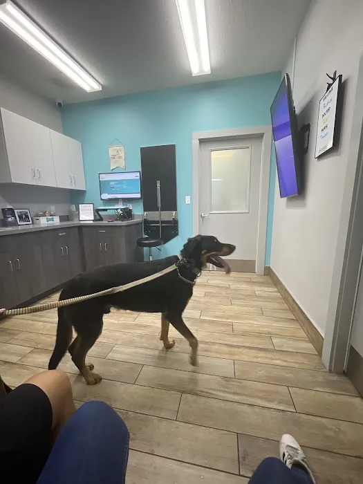 NewDay Veterinary Care Picture 4